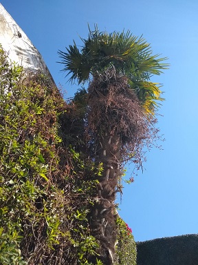 La palmera